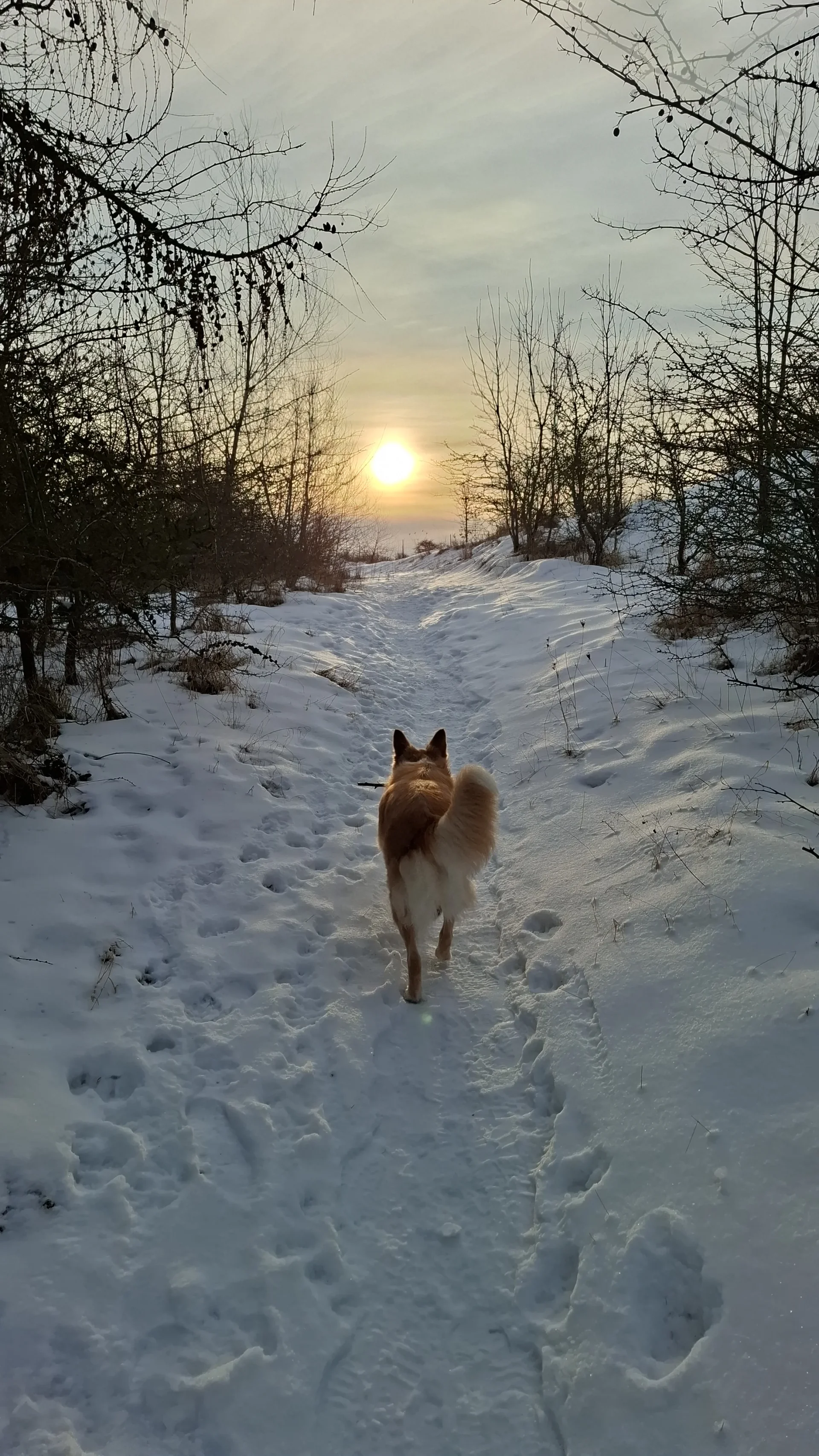 Biankas Hund läuft bei Sonnenuntergang durch eine verschneite Winterlandschaft